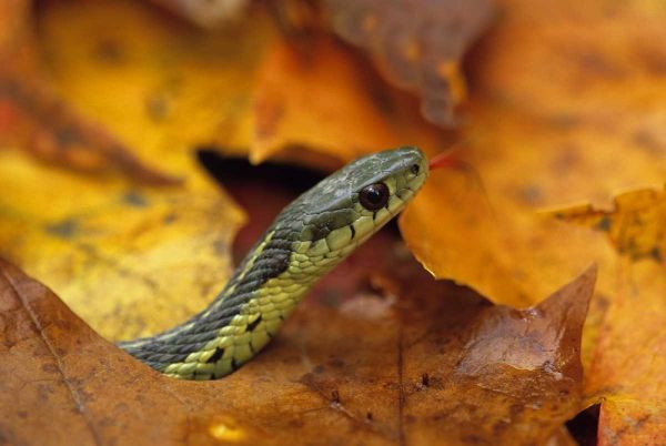 Pennsylvania Garter snake in autumn